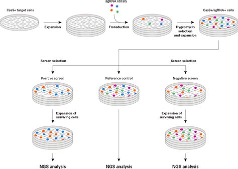 Everything You Need To Know About Crispr Library Screening