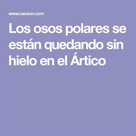 Los Osos Polares Se Est N Quedando Sin Hielo En El Rtico Osos