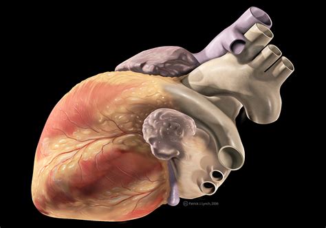 Show Me A Diagram Of The Human Heart Here Are A Bunch Interactive