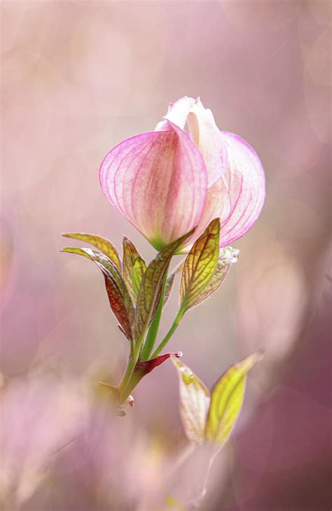 Flowering Dogwood Buds