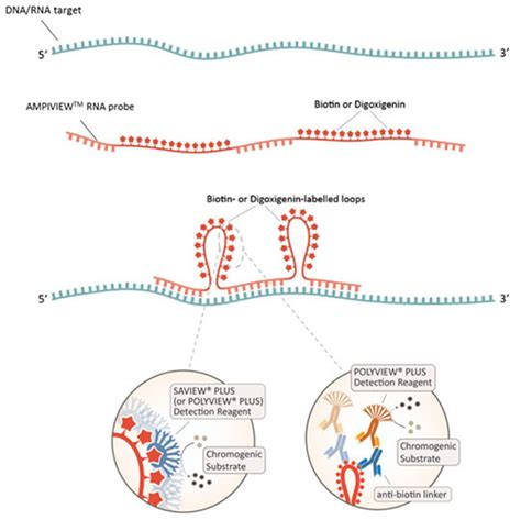 In Situ Hybridization Technique For Equivocal At Teresa Pewitt Blog