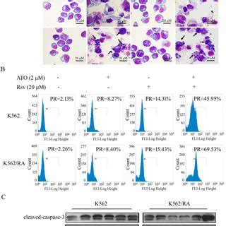 Ato Combined With Rsv Induces Higher Rates Of K Ra Cell Apoptosis