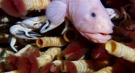 Weird Animal World Discovered in Deepest Pacific Ocean Vents | Weird animals, Life aquatic ...