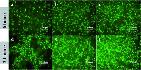 Adhesion Of Mc3t3 E1 Cells On Various Samples After 6 H And 24 H