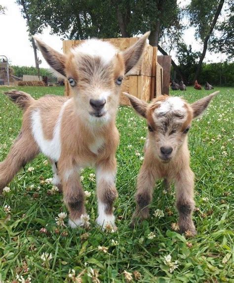 Baby Goats Cute Baby Animals Animals Beautiful Animals