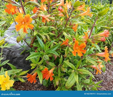 Jelly Bean Orange Monkeyflower Stock Image Image Of Getaway Nature