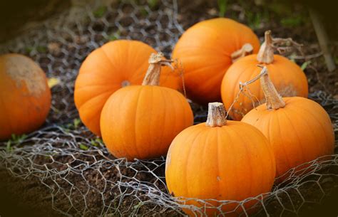 100+ Amazing Pumpkin Photos · Pexels · Free Stock Photos