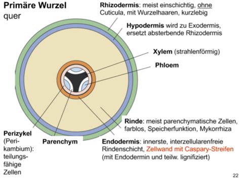 Botanik Karteikarten Quizlet