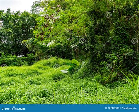 Dense Green Vegetation Shrubs Bushes Grass And Trees In A Tropical Rainforest Jungle