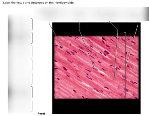 Cardiac Muscle Histology Diagram Quizlet