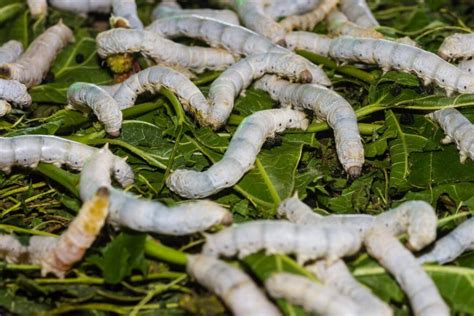 Descubre el inquietante significado de soñar con gusanos blancos en el oído