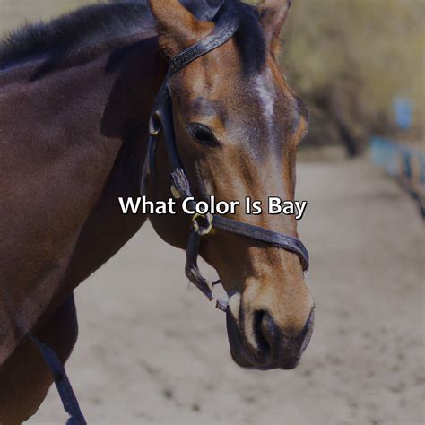 What Color Is Bay - colorscombo.com