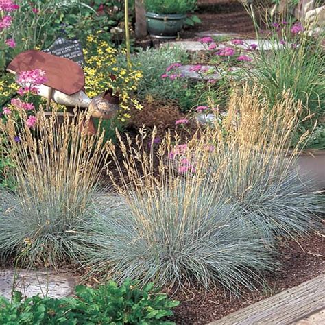 Vigoro 2 5 Qt 1 Blue Fescue Ornamental Grass 137 The Home Depot