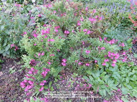 Photo Of The Entire Plant Of Autumn Sage Salvia Greggii Wild Thing