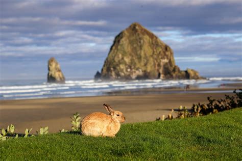 Meet The Beach Bunnies Of Coastal Oregon Monterey Boats