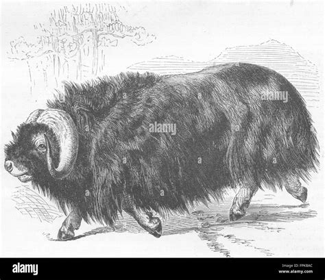 Ox Oxen Black And White Stock Photos And Images Alamy