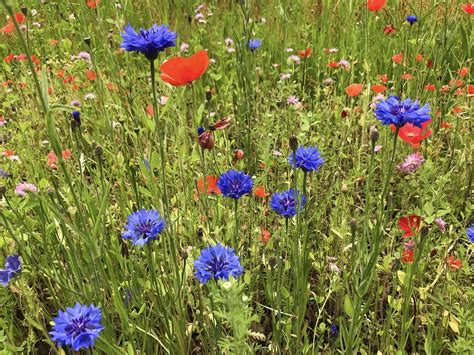 Cornflowers Amapolas Flores Prado Foto Gratis En Pixabay Pixabay