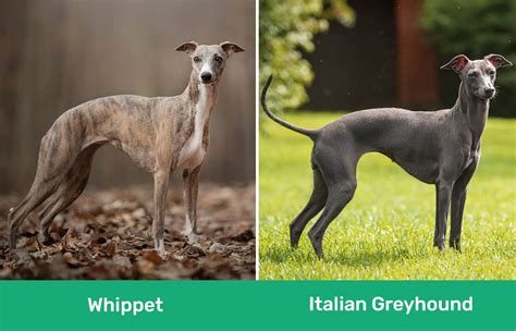 Whippet vs. Italian Greyhound: Vet-Verified Key Differences (With Info ...