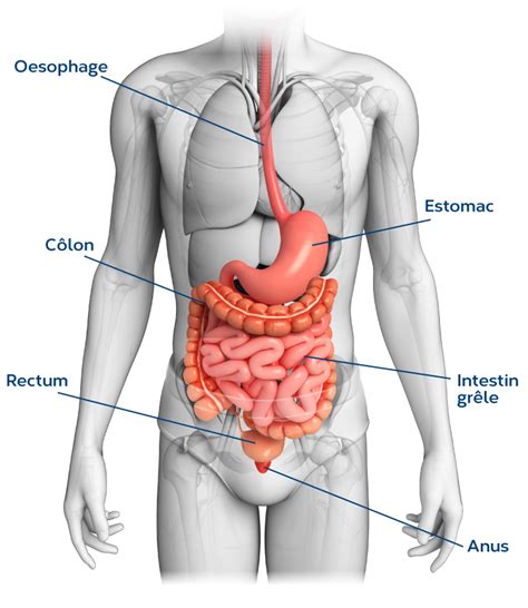 Comprendre Les Intestins Enterofytol