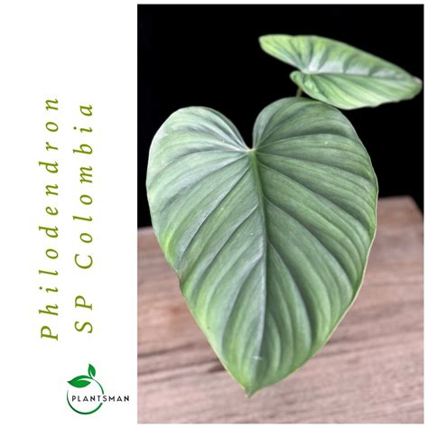 Philodendron Sp Colombia Furniture Home Living Gardening Plants