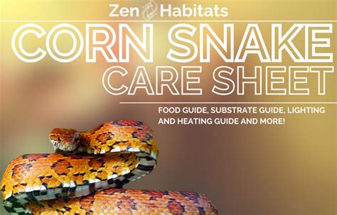 Corn Snake Enclosures And Care Guide Zen Habitats