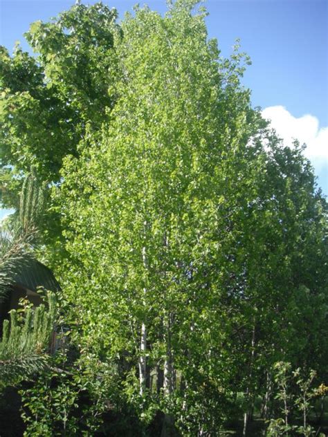 Populus Tremuloides Quaking Aspen Woodbrook Native Plant Nursery