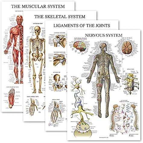 Buy OCENCO 4 Pack Learning Anatomical Set Laminated Muscular