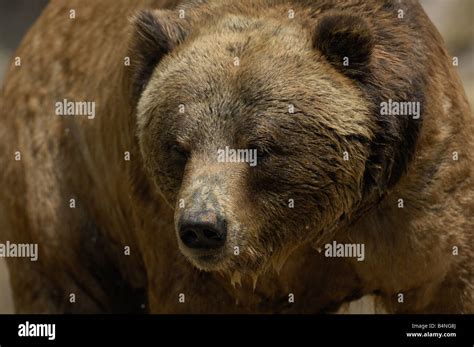 A large Grizzly Bear almost ready for hibernation Stock Photo - Alamy