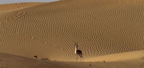 Jaisalmer Monuments Entrance Fees And Timings