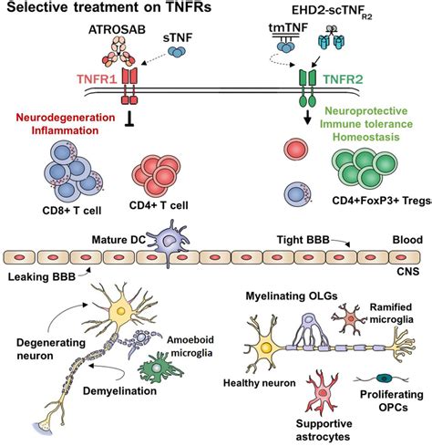 Shedding Of Tnf A In Nih T Cells A And B Expression Of Adams And The