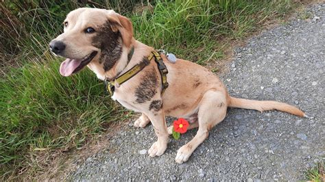 So pleased with himself, found some badger poop : labrador