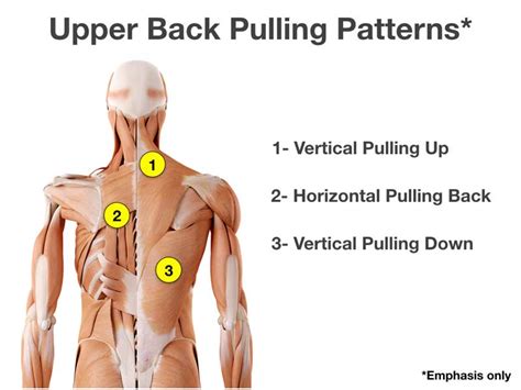 7 Upper Back Pulling Exercises for Athletes - SimpliFaster