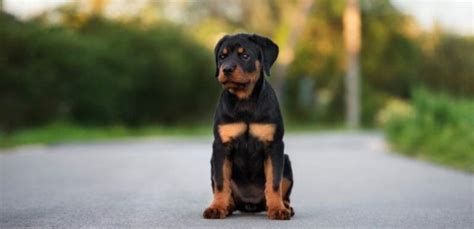 12 Small Guard Dogs Best Small Dog Breeds To Protect You