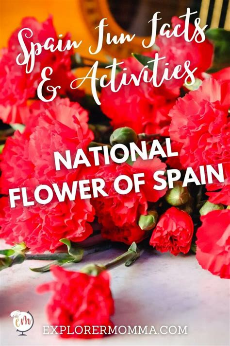 Spain S National Flower Red Carnation | Best Flower Site