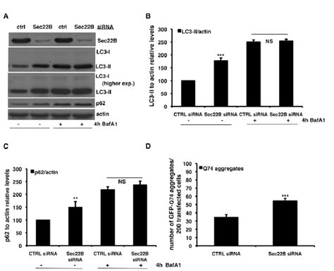 Knockdown Of Sec B Impairs Autophagic Flux Ac Hela Cells Were