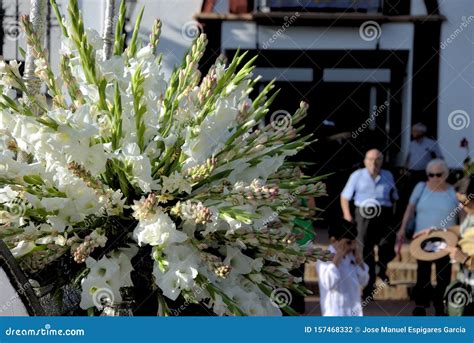 Yearly Pilgrimage In Carmona Seville In Honor Of The Patron Saint The Holy Virgin Of Grace 10