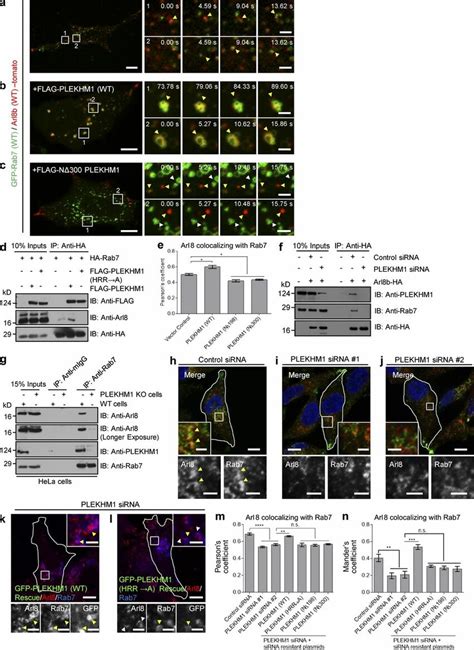 PLEKHM1 Acts As A Multivalent Adaptor That Promotes Physical