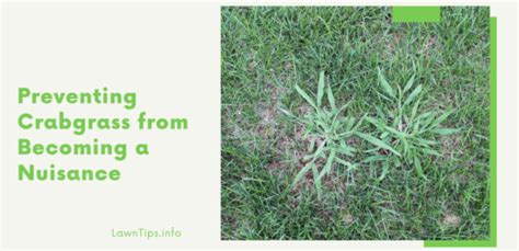 Lawn Tips — Preventing Crabgrass From Becoming A Nuisance