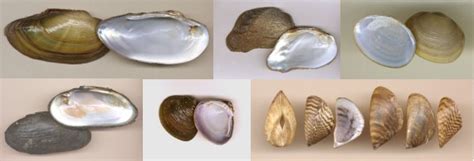 Freshwater Molluscan Shells