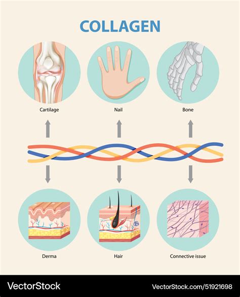 Collagens Role In Body Tissues Royalty Free Vector Image