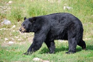 Alaska Bear Hunting | Inexpensive Bear Hunts Alaska