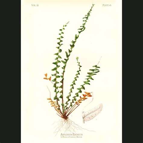 Grape Vine Fern (Asplenium Ereneum). Fine art print.