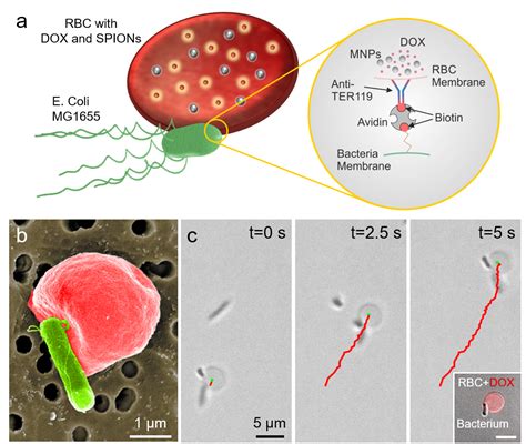 Blood Cell Based Microswimmers Physical Intelligence Max Planck