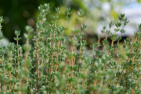 7 of the Best Thyme Varieties for Your Herb Garden