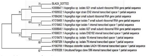 Figure From Pectinase Production By Aspergillus Niger And Its