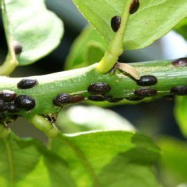 Paduchii Testosi La Plantele Ornamentale Identificare Si Combatere