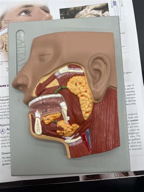 Salivary Glands Diagram Quizlet