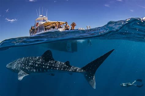 Exmouth Dive Whalesharks Ningaloo Whale Shark Tours Diving Tours