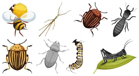 Colecci N De Diferentes Vectores De Insectos Vector Gratis