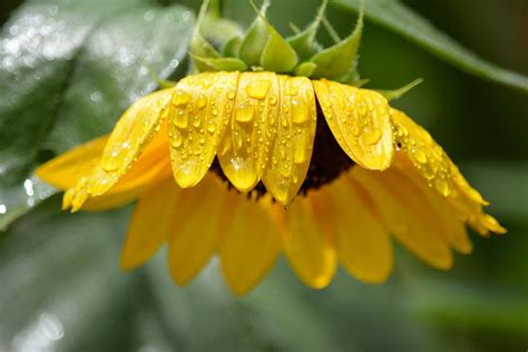 Sunflower After The Rain Photograph by Karen Majkrzak